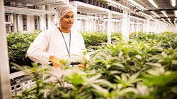 Green Organic Dutchman Cannabis