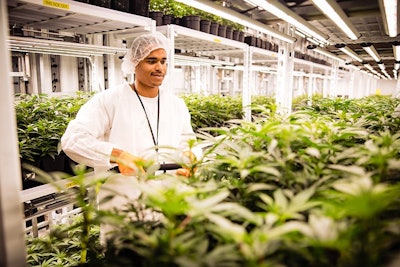 Green Organic Dutchman Cannabis
