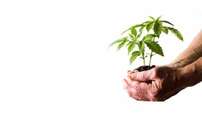 Hand Holding Marijuana Plant Adobe Stock Credit Creativefamily Resized