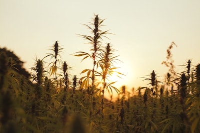 Hemp Alexxx81