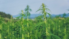 Hemp Crop Samuel