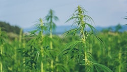 Hemp Crop Samuel