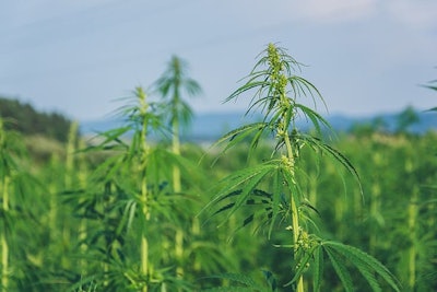 Hemp Crop Samuel