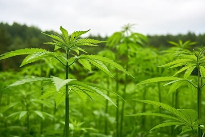 Hemp Field Samuel