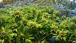 Indoor2