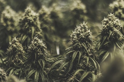 Marijuana Plant Indoors Adobe Stock Credit Kyle Resized
