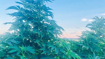 Newly Legal U s Hemp Industry Courtesy Of Jay Stetson