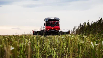 November 2019 Hemp Market Update Ten03 Adobe Stock