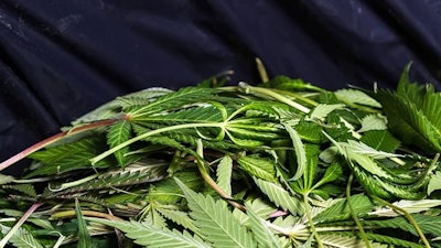 One Hemp Cultivator's Waste Wollertz Adobe Stock