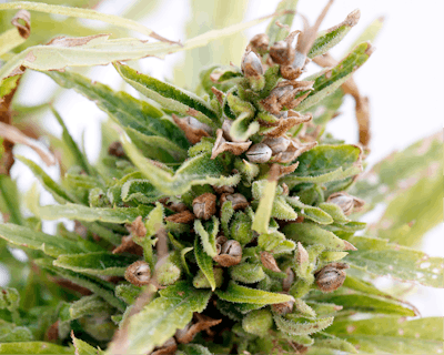 Adj Quat Picolo Jml7423 Fmt