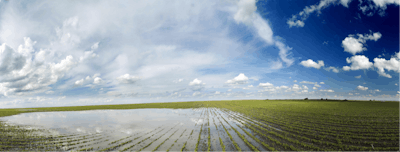 Adobe Stock 68140084 Agricultural Disaster Panorama Shot Of Flooded Soybean Crops Fmt