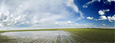 Adobe Stock 68140084 Agricultural Disaster Panorama Shot Of Flooded Soybean Crops Fmt