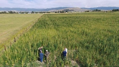 arlin fratzke hemp