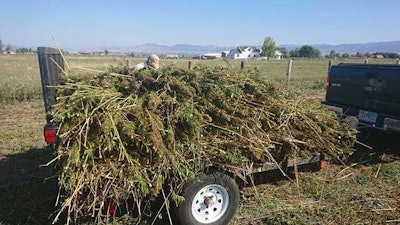 hemp harvest biomass