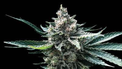 Breeders Brief Fmt