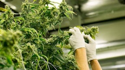 Cannabis Growing Indoors Adobe Stock The Colonel Resized