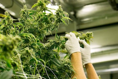 Cannabis Growing Indoors Adobe Stock The Colonel Resized