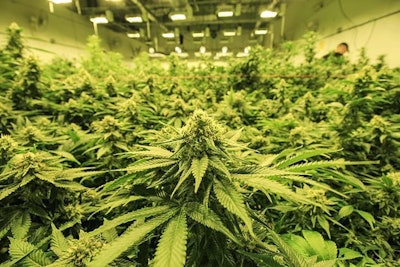 Cannabis Plants Flowering Indoor Credit Alex Resized