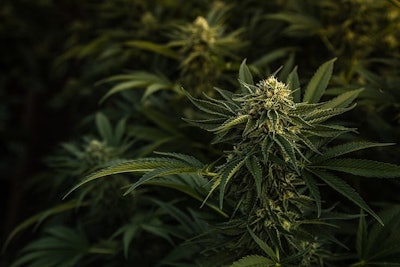 Cannabis Plants In Shadow Adobe Stock Credit Ryland Zweifel Resized