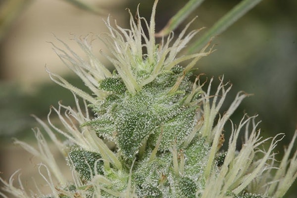 Clade9 Cannabis