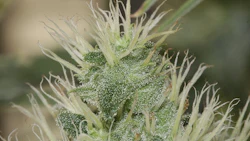 Clade9 Cannabis