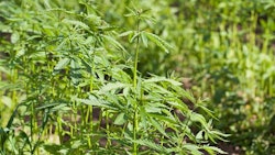 Crop Andris Tkachenko