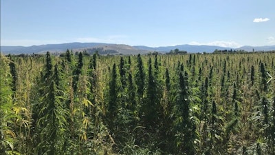 Arlin Fratzke's 20 acres of industrial hemp in western Montana.