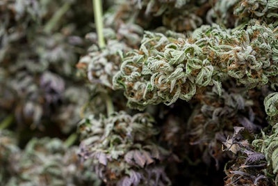 Dried Cannabis Buds Adobe Stock Credit Wollertz Resized