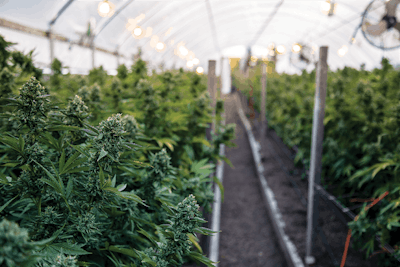 Greenhouse 3 Ryland Zweifel I Stock Photo