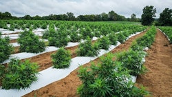 Hemp Field Rick Lohre