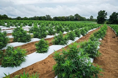 Hemp Field Rick Lohre