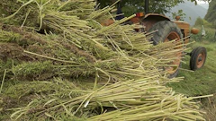 Hemp Ig Stokkete