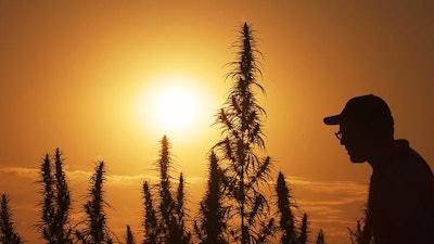 Hemp Krupnyiplan