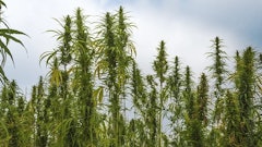 Hemp Maticsandra
