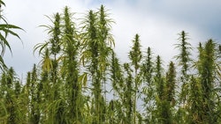 Hemp Maticsandra