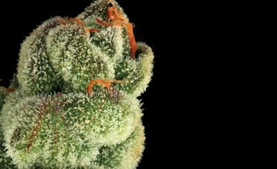 Img 0227x Extend Fmt