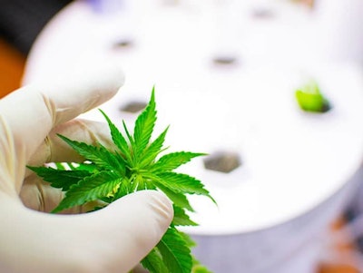 Medical Marijuana Research Adobe Stock Credit Konstiantyn Zapylaie Resized
