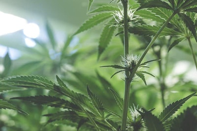 Plant Cannabis