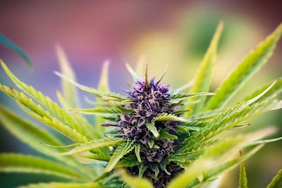 Purps Hubbard Steve