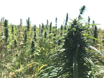 arlin fratzke hemp crop