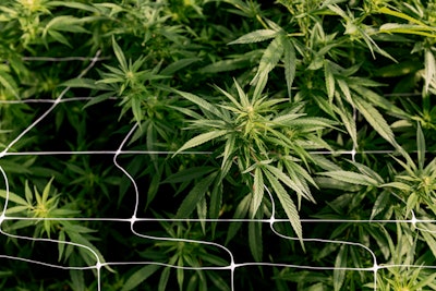 R Stumpf Hemp Grower Magazine 0611 Fmt