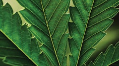 Adobe Stock 217033752 Fmt