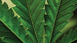 Adobe Stock 217033752 Fmt