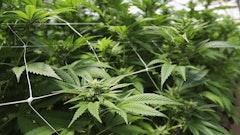 Cannabis Noacommendador