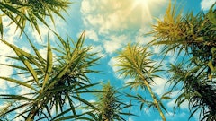 Cannabis Outdoor