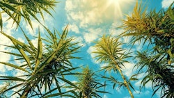 Cannabis Outdoor