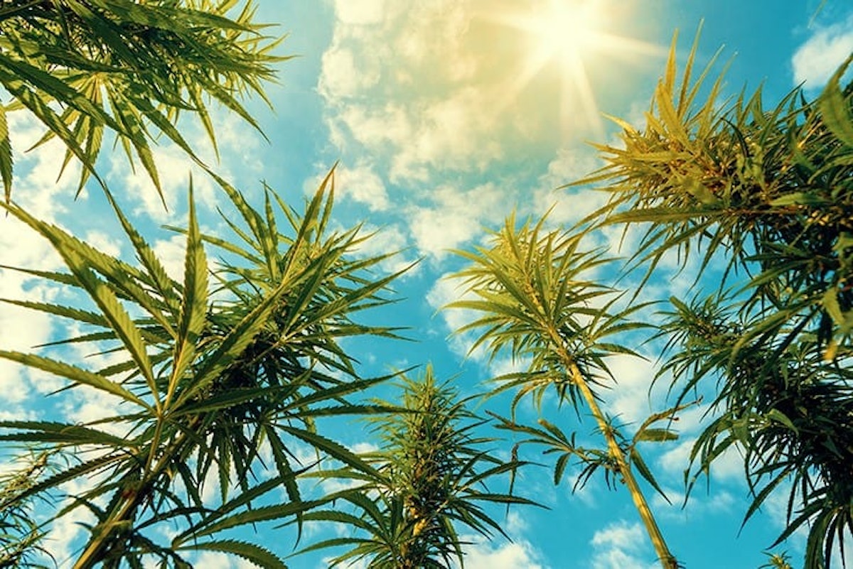 www.cannabisbusinesstimes.com