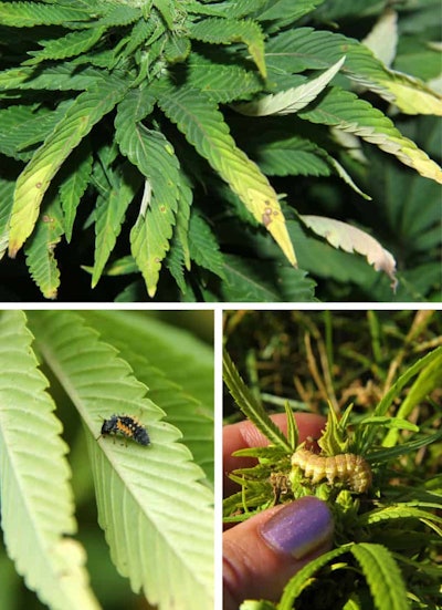 Cannabis Pests