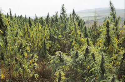 China Landrace Diversity Fmt