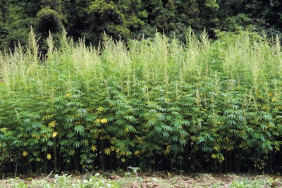 Chinese Landrace Fmt